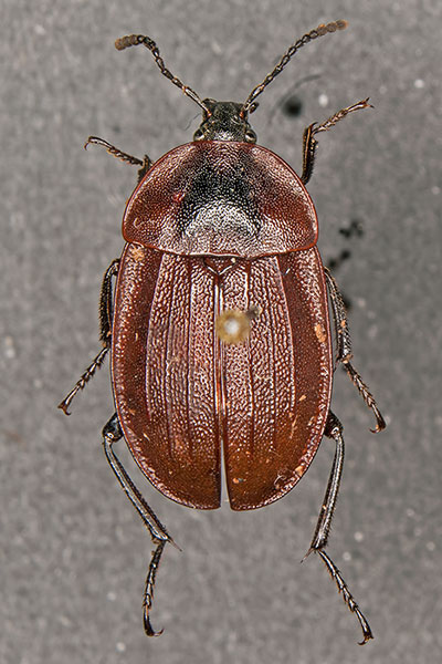 Schwarzer Schneckenj�ger