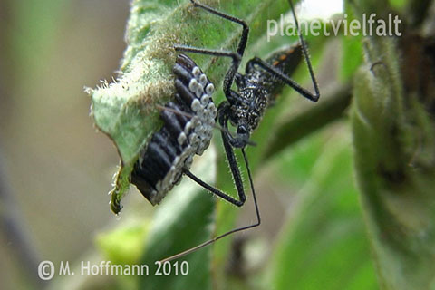 Raubwanze bewacht Eier, Bedele, �thiopien