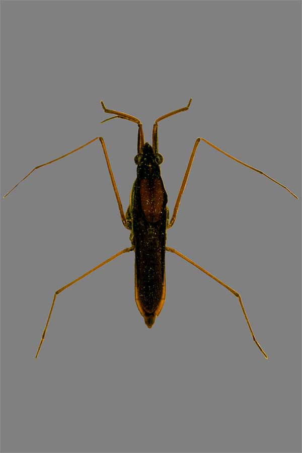 Wasserl�ufer Gerris spec.