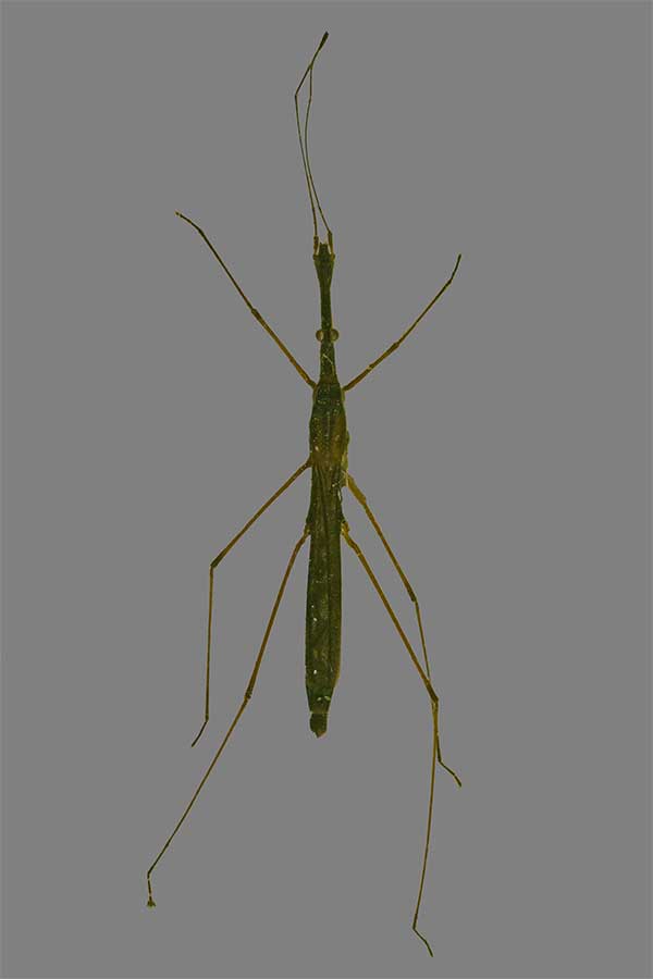 Gemeiner Teichl�ufer Hydrometra stagnorum