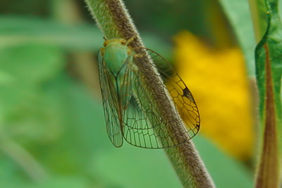 Netzzikade Wau, Papua-Neuguinea