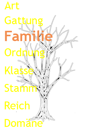 Grafik Stammbaum des Lebens