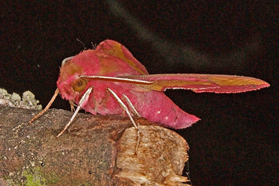 Kleiner Weinschwrmer Pergesa porcellus