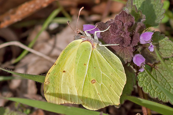 Zitronenfalter Gonepteryx rhamni