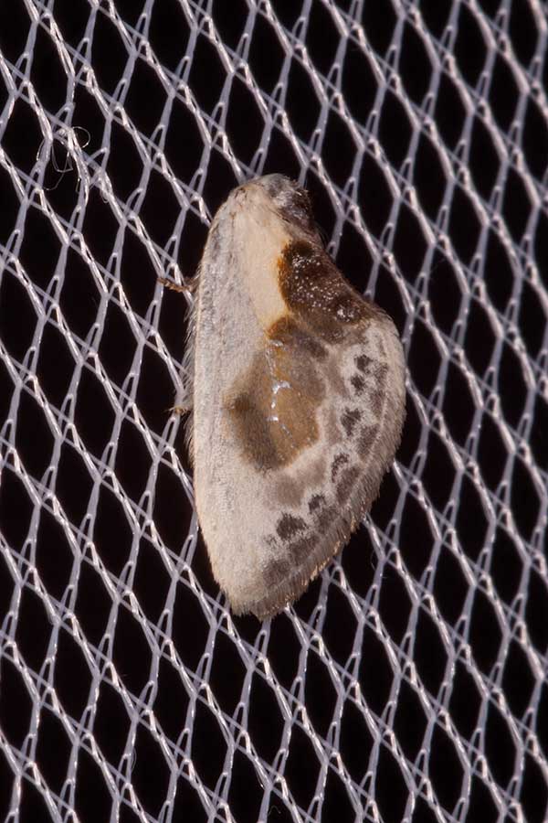 Weier Sichelflgler Cilix glaucata
