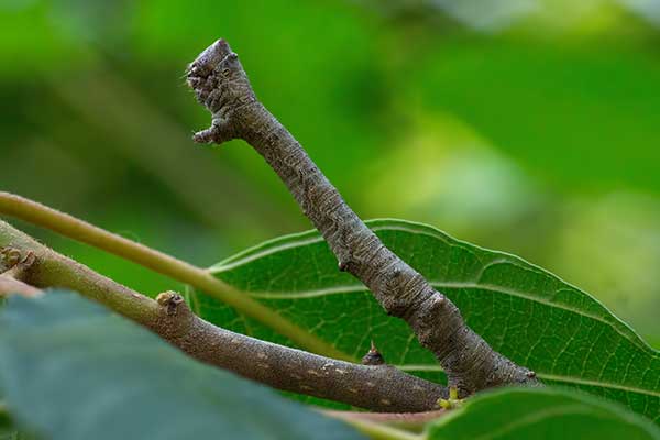 Raupe Pappel-Dickleibspanner Biston strataria