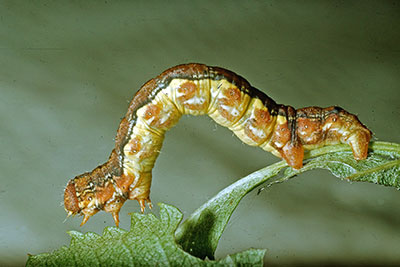 Raupe Grosser Frostspanner