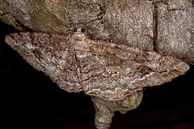 Wellenlinien-Rindenspanner Alcis repandata