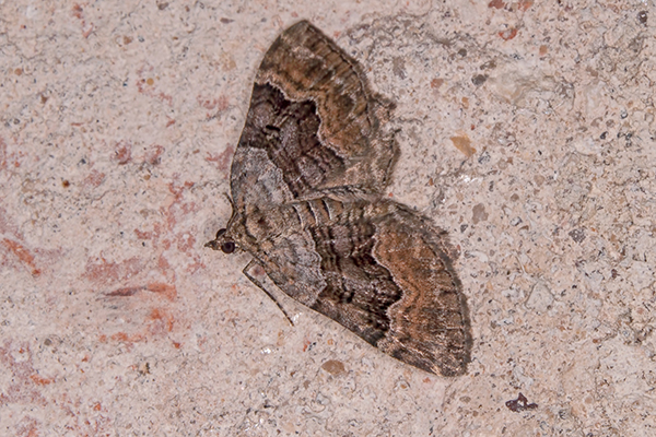 Vierbinden-Blattspanner Xanthorhoe quadrifasiata