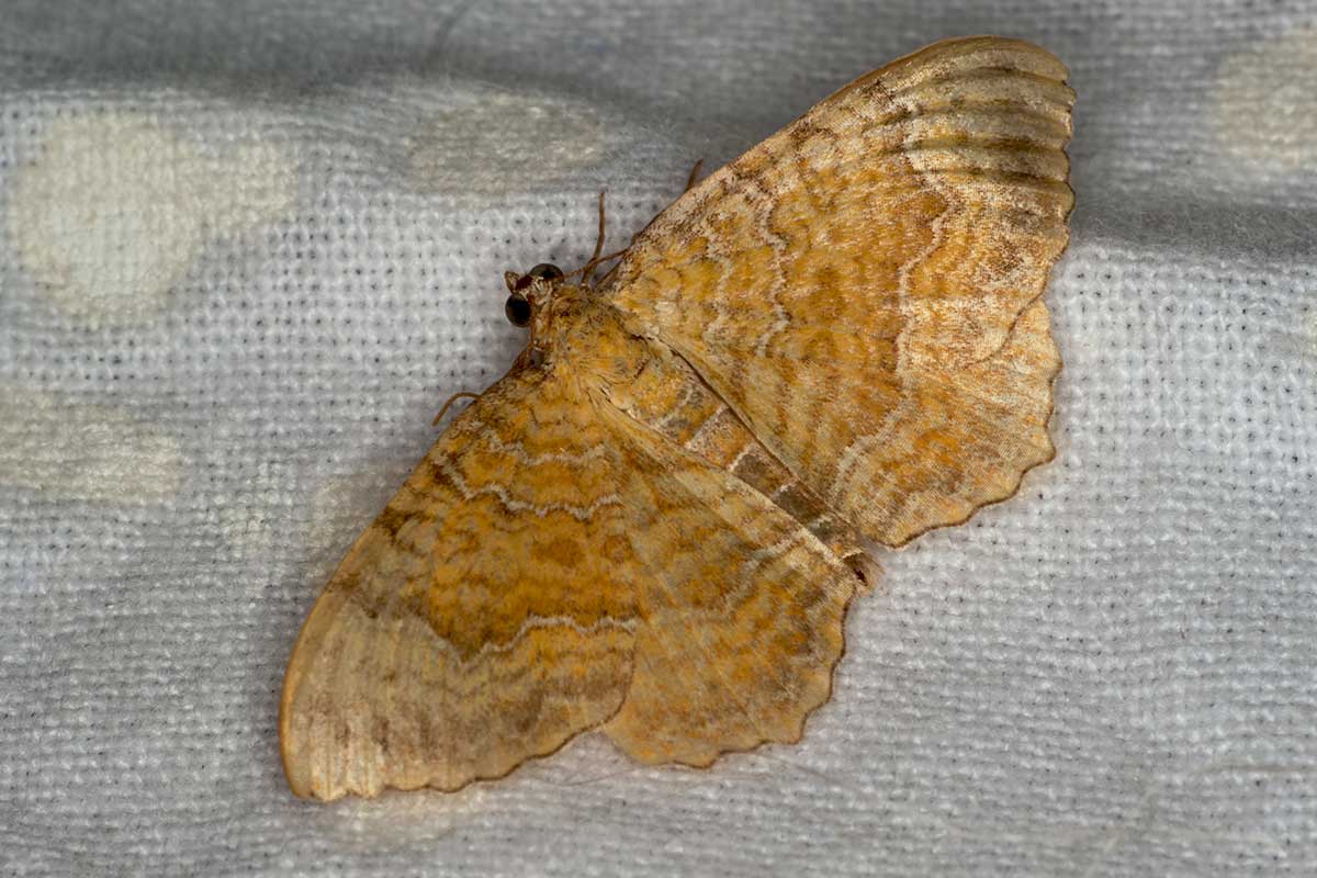 Ockergelber Blattspanner Camptogramma bilineata