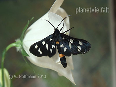Weifleckwidderchen Syntomis phegea
