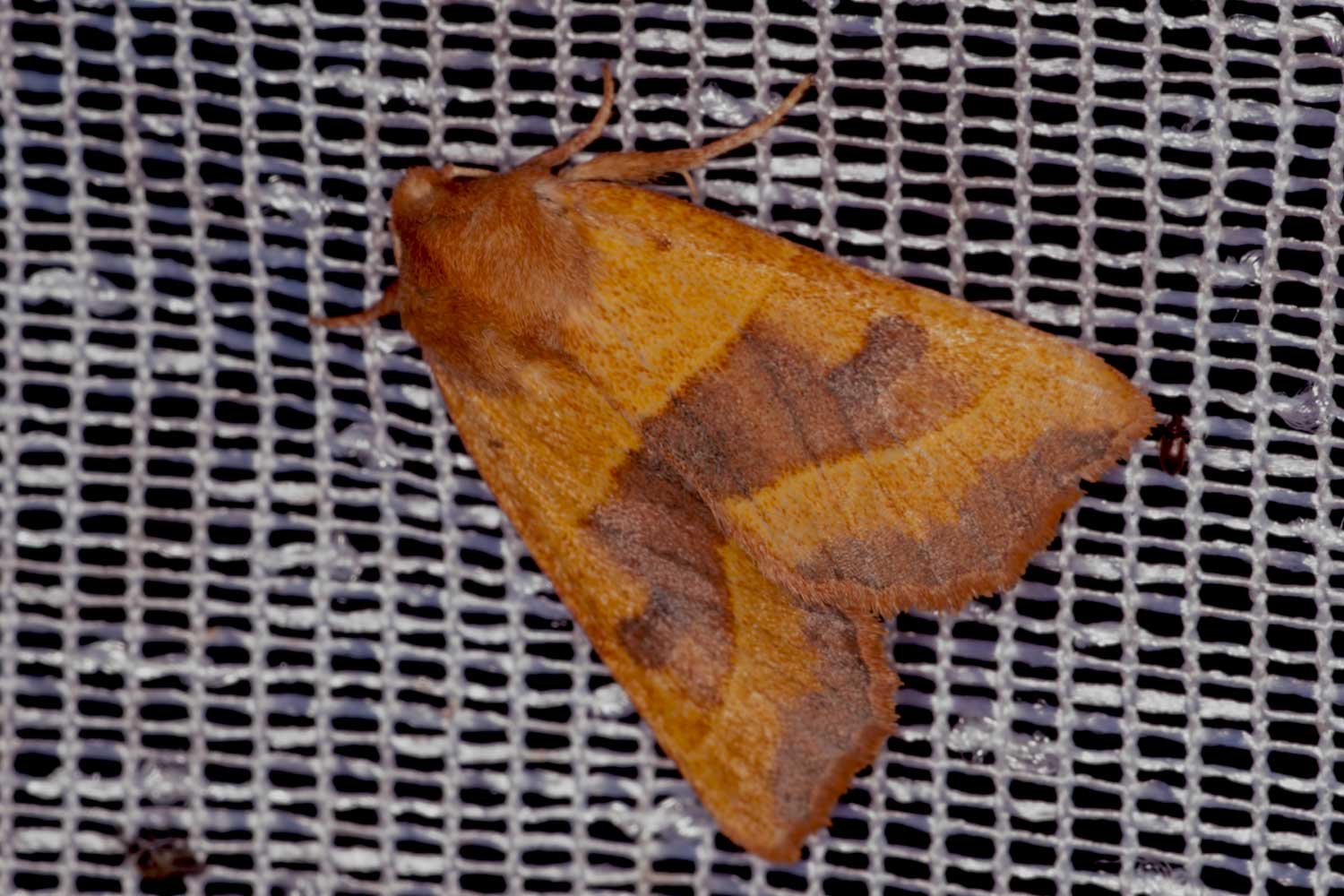 Ockergelbe Escheneule Atethmia centrago