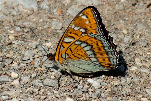 Gro�er Eisvogel Limenitis populi