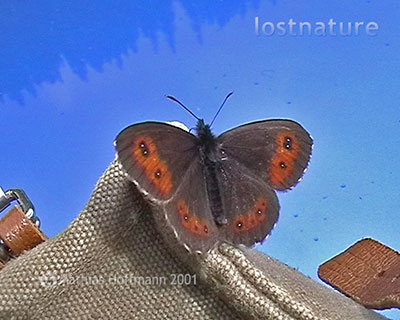 Wei�bindiger Bergwald-Mohrenfalter