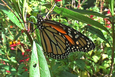 Monarchfalter