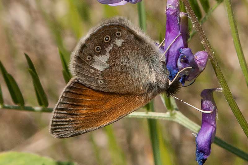 Rotbraunes Wiesenvgelchen Coenonympha glycerion
