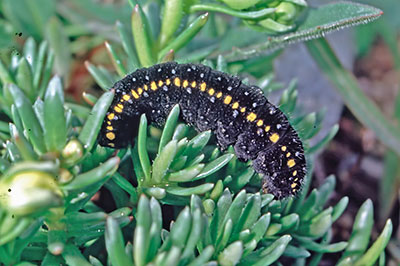 Raupe Alpenapollo Parnassius phoebus
