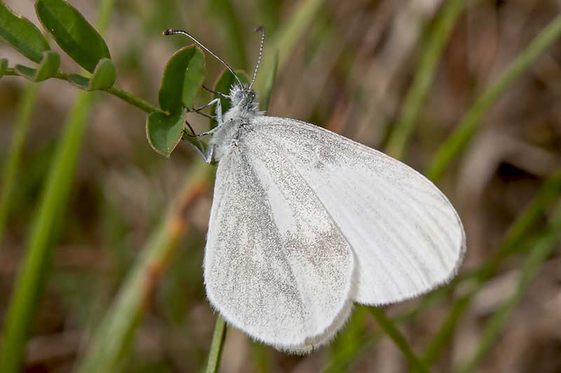 Senfwei�ling Leptidea sinapis