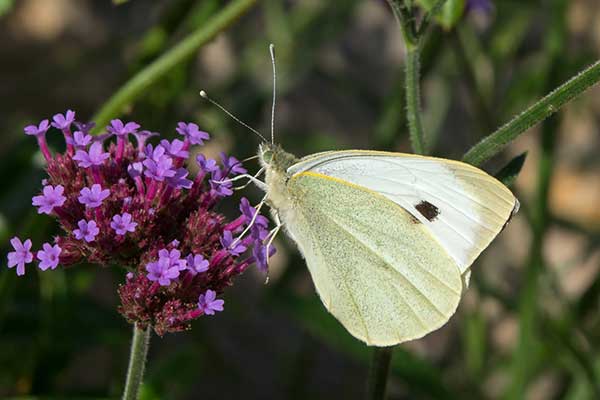 Kohlwei�ling Prieris brassicae