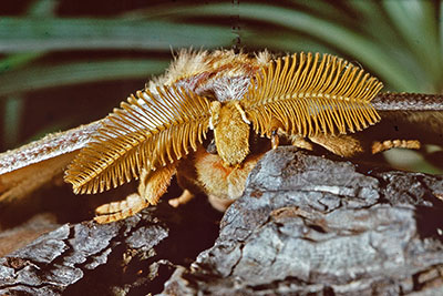 Portrt Antheraea pernyi
