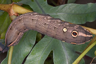 Raupe Groer Weinschwrmer