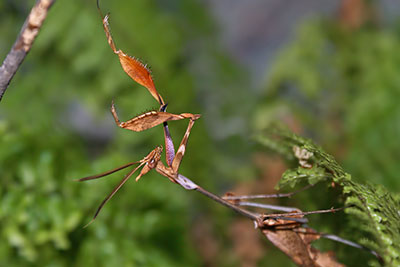 Wandelnde Geige Gongylus gongyloides