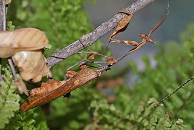 Wandelnde Geige Gongylus gongyloides