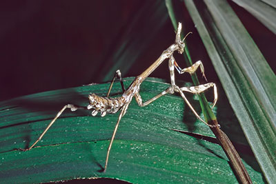 Empusa pennata ex Pto. d. Brujula