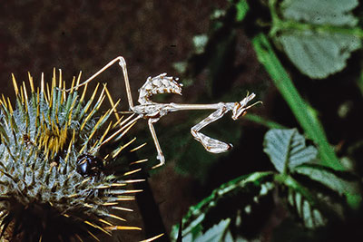 Nymphe Fangschrecke Empusa fasciata