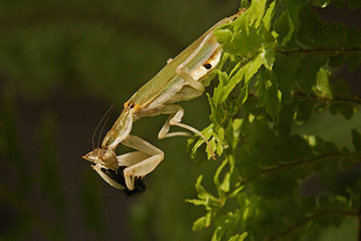 Afrikanische Bltenmantis Pseudoharpax spec. 