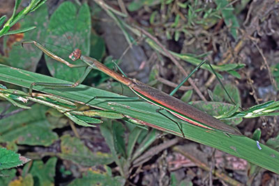 Fangschrecke Tenodera spec.