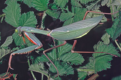 Fangschrecke Hierodula spec. aus Neuguinea