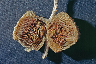 parasitierte Oothek Sphodromantis spec.