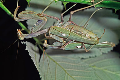 Kopula Fangschrecken Sphodromantis spec.