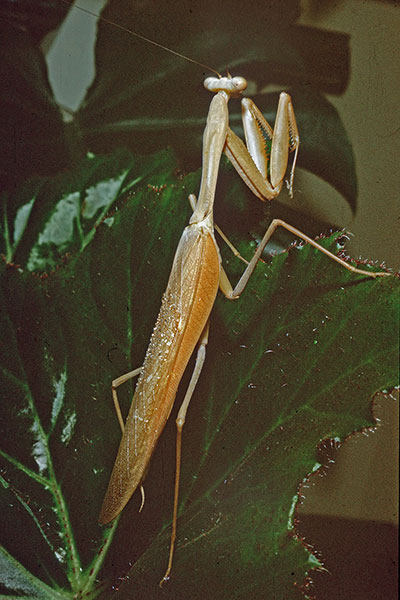 Gottesanbeterin Mantis religiosa