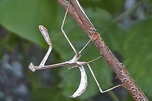 Nymphe Fangschrecke Tisma spec.