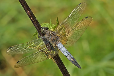 Groer Blaupfeil Orthetrum cansellatum