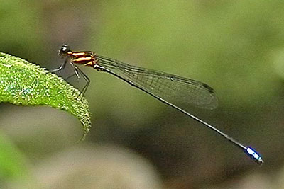 Goldlibelle am Gunung Singalang, Sumatra