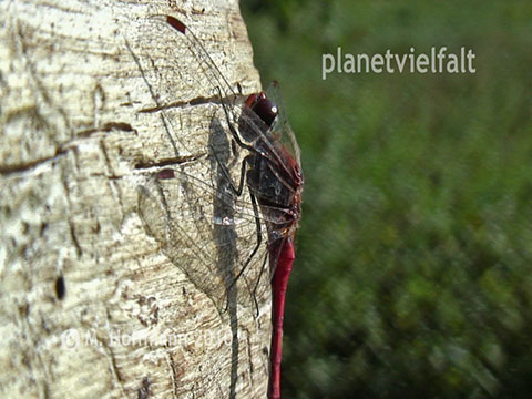 Heidelibelle Hachemhle Dbener Heide