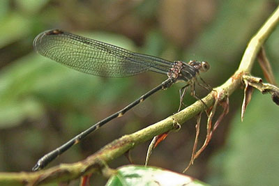 Libelle am Mount Rani, Nepal