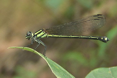 Libelle am Mount Rani, Nepal