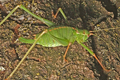 Punktierte Zartschrecke Leptophyes punctatissima