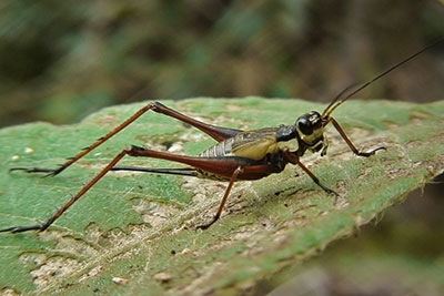 Grille am Mount Kinabalu, Borneo