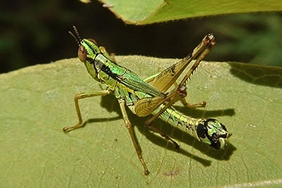 Kurzf�hlerschrecke in Nepal