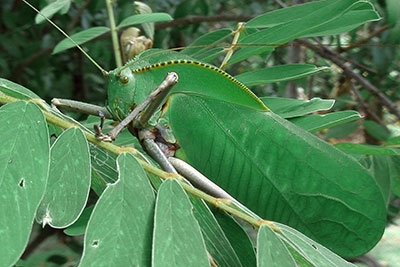 Riesenschrecke Hyperhomala spec.