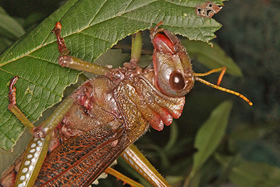 Riesenheuschrecke Tropidacris collaris
