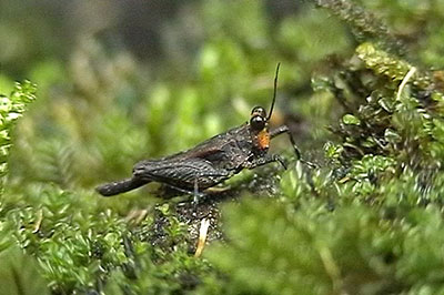 Kleine Dornschrecke am Gunung Singalang, Sumatra