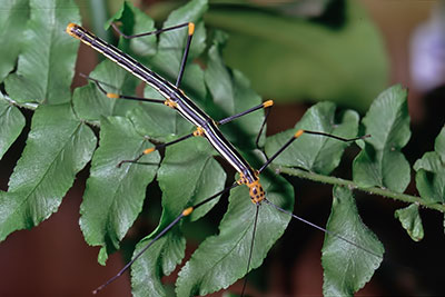 Stabschrecke Oreophoetes peruana