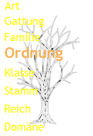 Stammbaum der Organismen