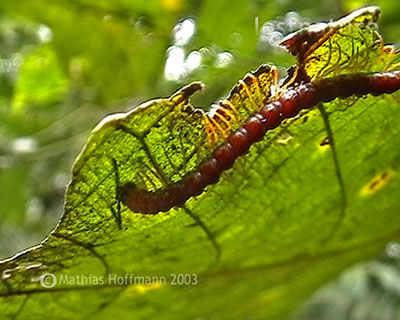 Diplopode am Gunung Singalang, Sumatra, 2003